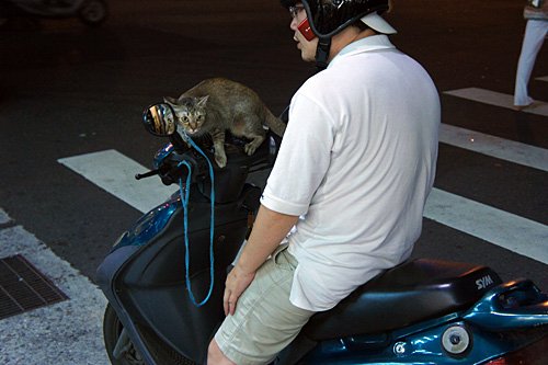 バイクと猫